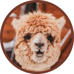 Alpaka Dyzio